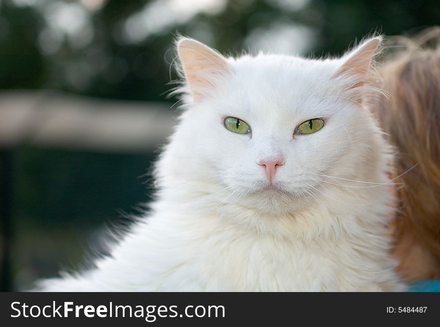 White furry cat looking at camera with yellow eyes and shallow depth of field. White furry cat looking at camera with yellow eyes and shallow depth of field