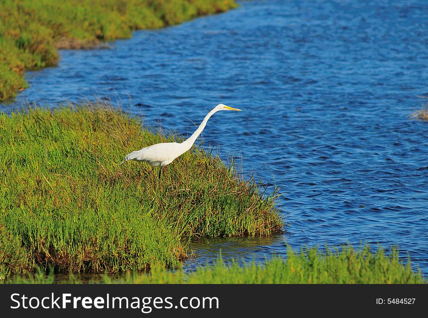 Egret Looking Out To Water