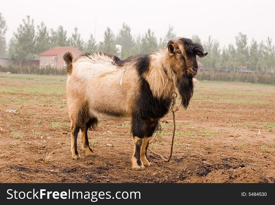 Milch goat in a farm of chinese vallage