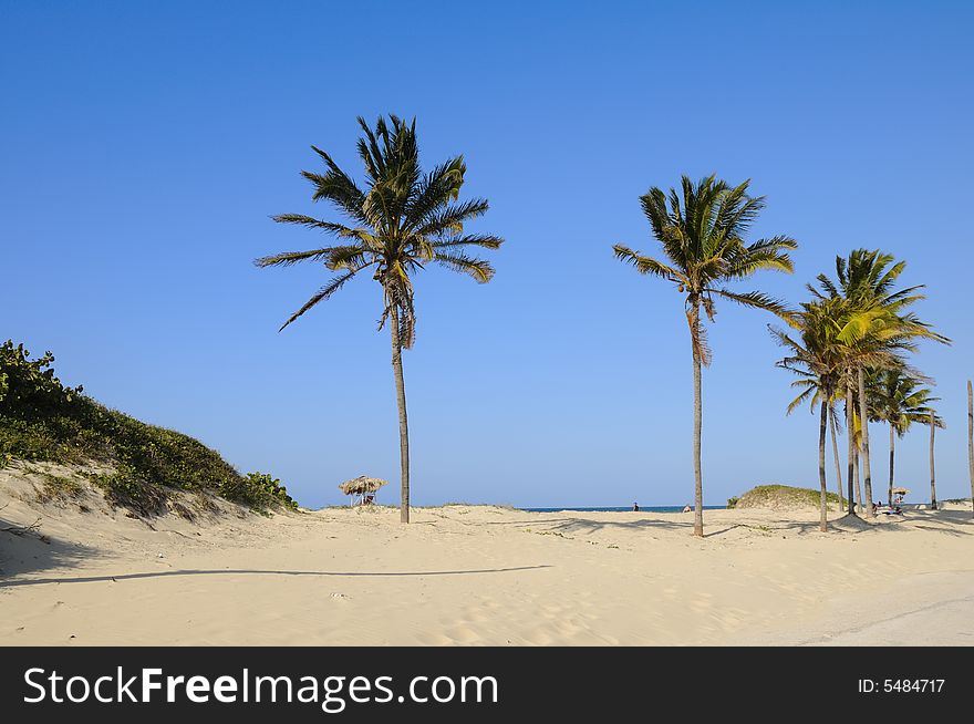 Coconut palm trees on tropical beach background