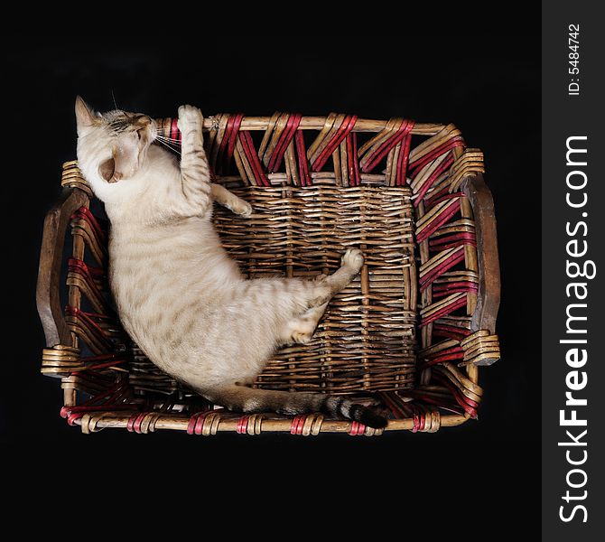 White bengal cat relaxing on a basket - isolated on black. White bengal cat relaxing on a basket - isolated on black