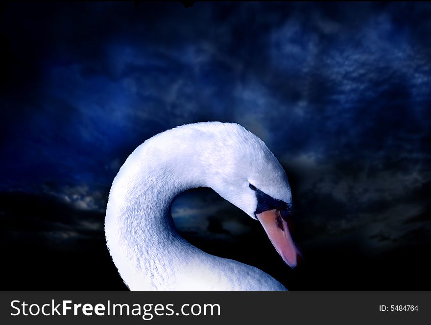 Swan