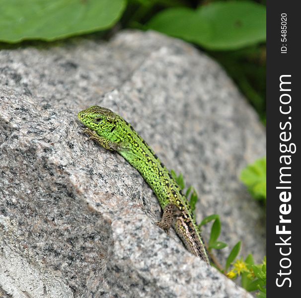 Small green lizard sunbathing on the stone. Small green lizard sunbathing on the stone