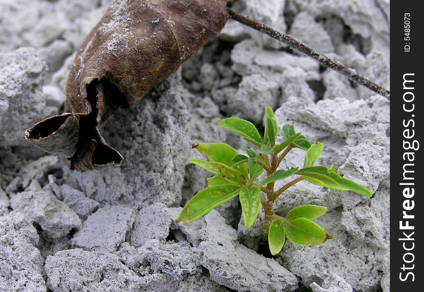 A tiny sprout stubbornly growing among rocks next to a dead leaf. A tiny sprout stubbornly growing among rocks next to a dead leaf