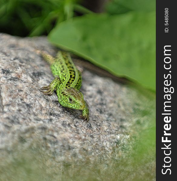 Small green lizard sunbathing on the stone. Small green lizard sunbathing on the stone