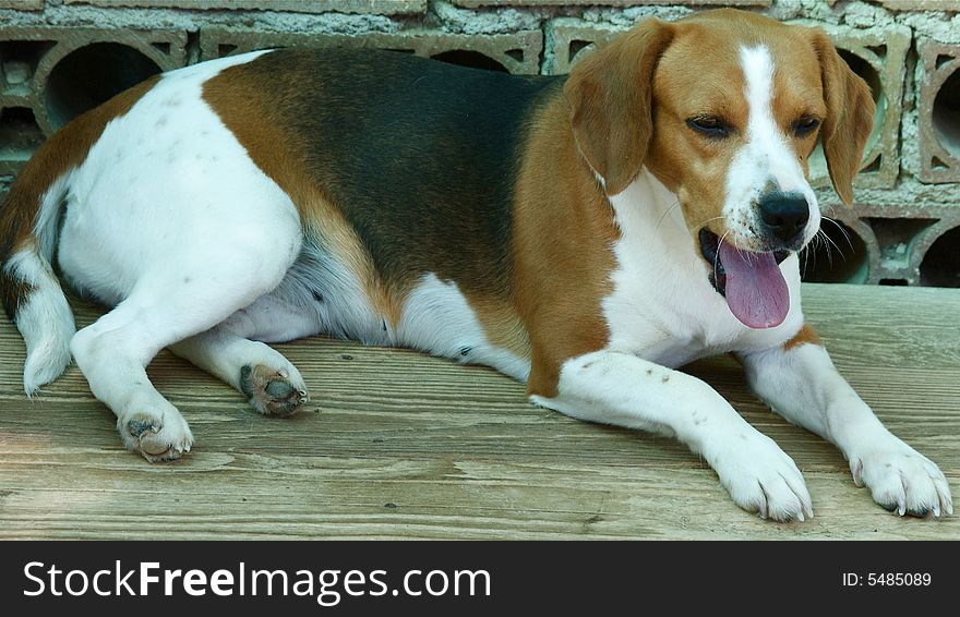 Beagle Yawning