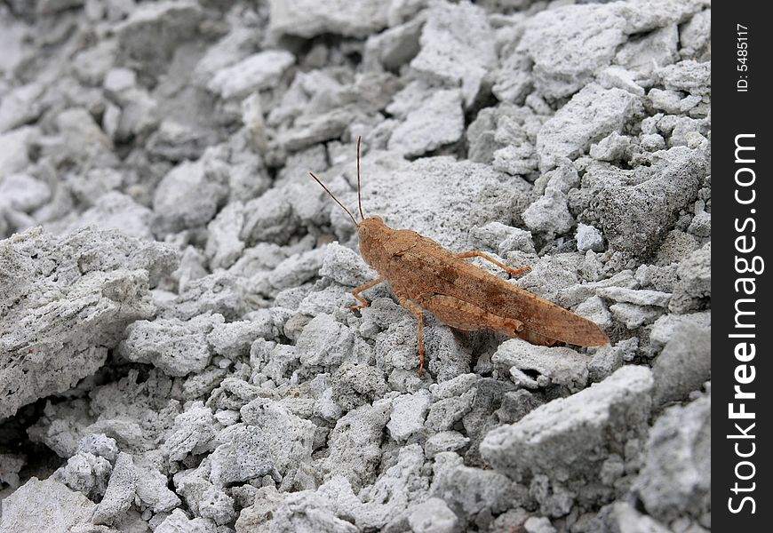 A brown grasshopper among white rocks