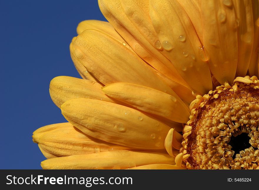 Close up shot of yellow gerbera daisy over blue sky