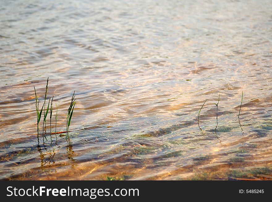 Summer background with water and grass