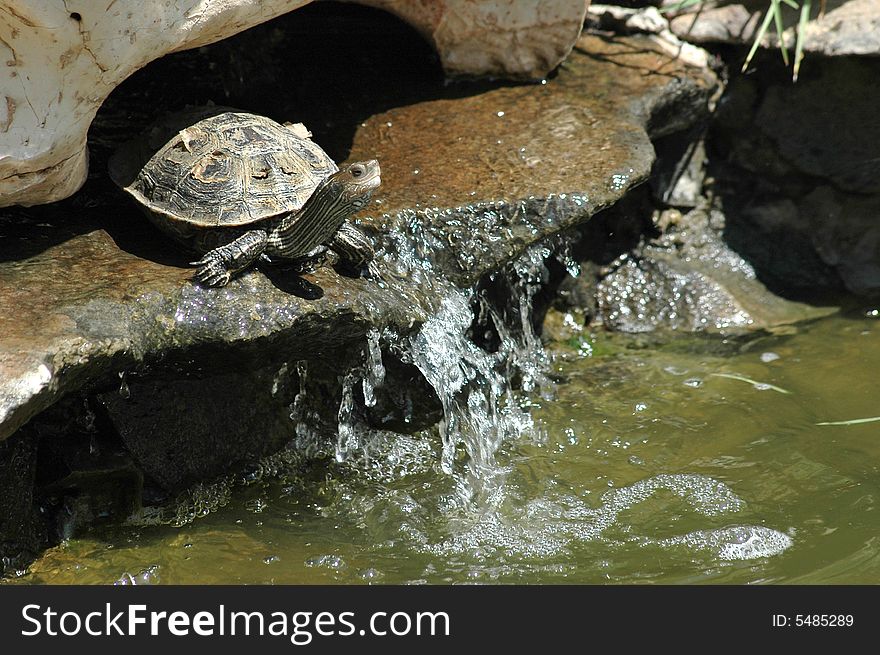 Tortoise jumping into the water. Tortoise jumping into the water