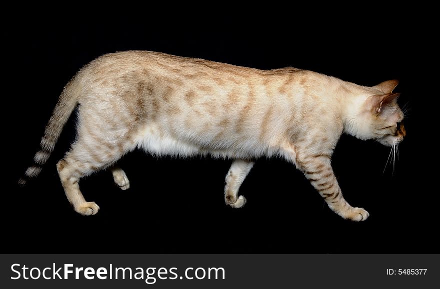 Adult white bengal spotted cat isolated on black. Adult white bengal spotted cat isolated on black