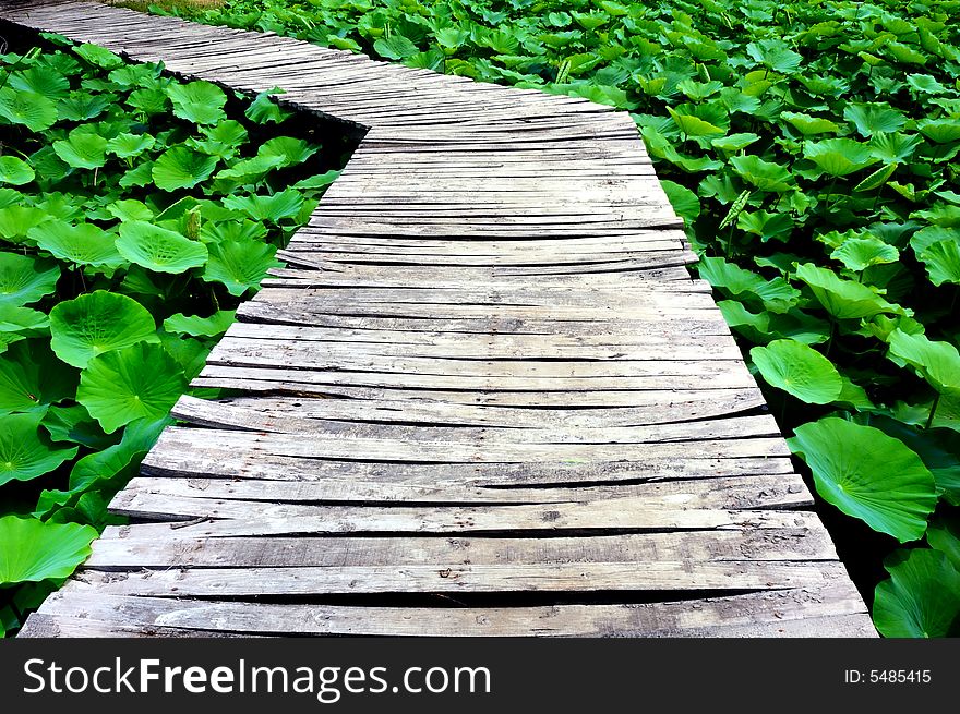 Wooden trestle among the lotus in lake