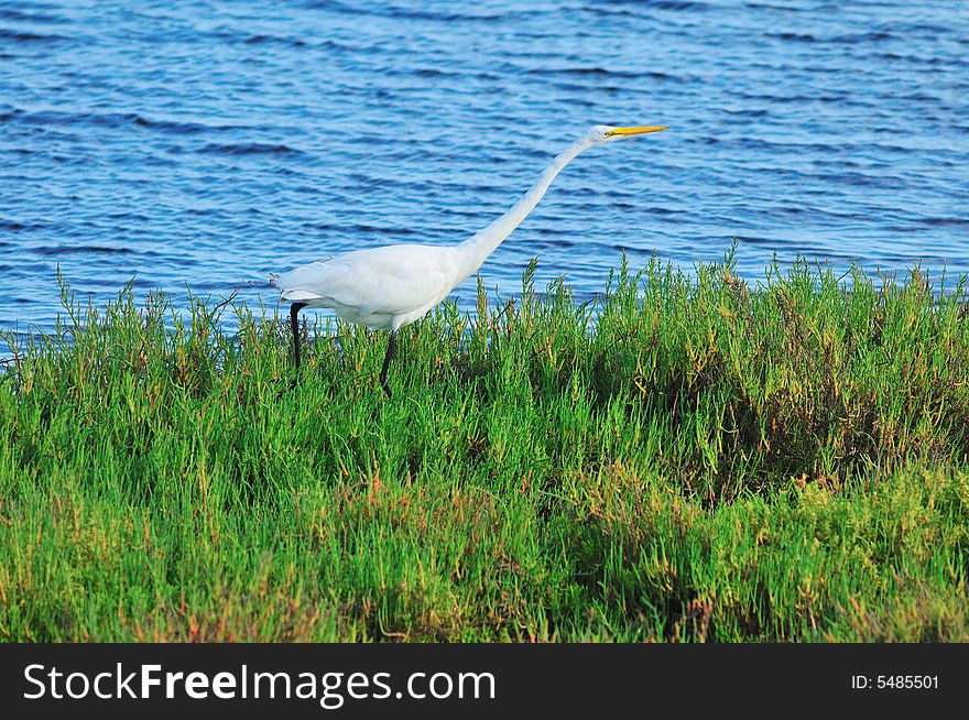 Egret In Green Marsh