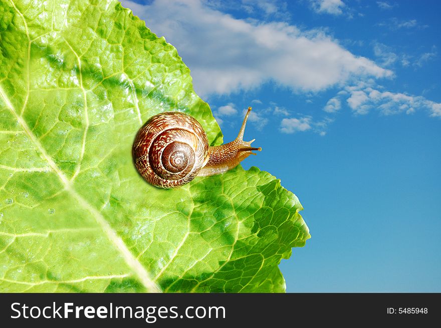 A little snail on the edge of a leaf dreaming of soaring in the sky. A little snail on the edge of a leaf dreaming of soaring in the sky