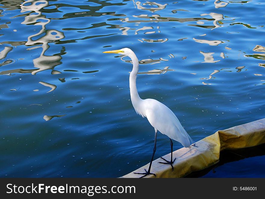 The great white heron is a stately, tropical wading bird, found in most of the tropical and warmer temperate parts of the world. A native of southern Europe and Asia, this bird also thrives in Florida.