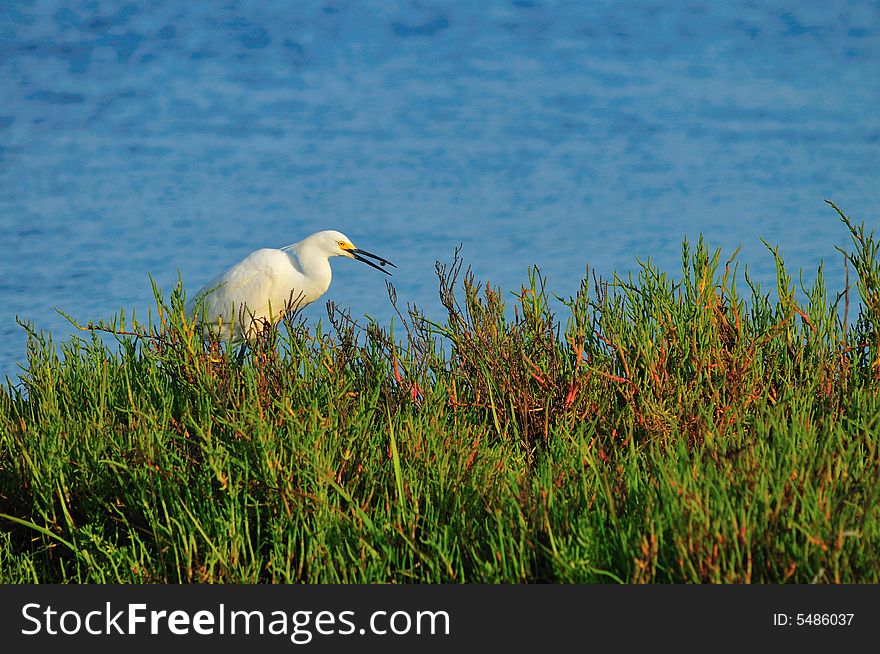 Egret With Fish In Mouth