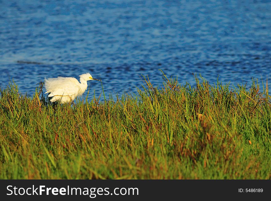 Fluffed Egret