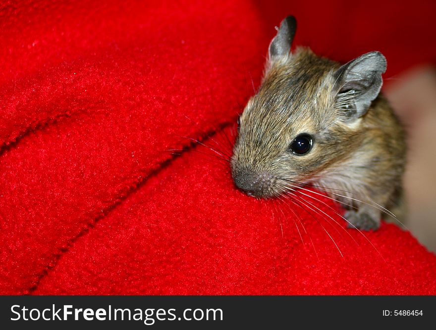 Photo of small degu on the red background