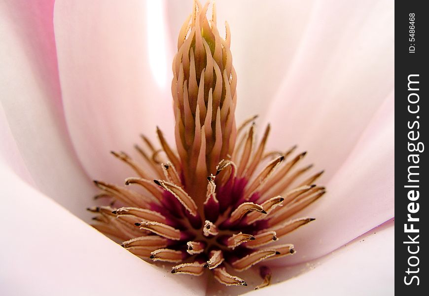 Macro photo of pink flower