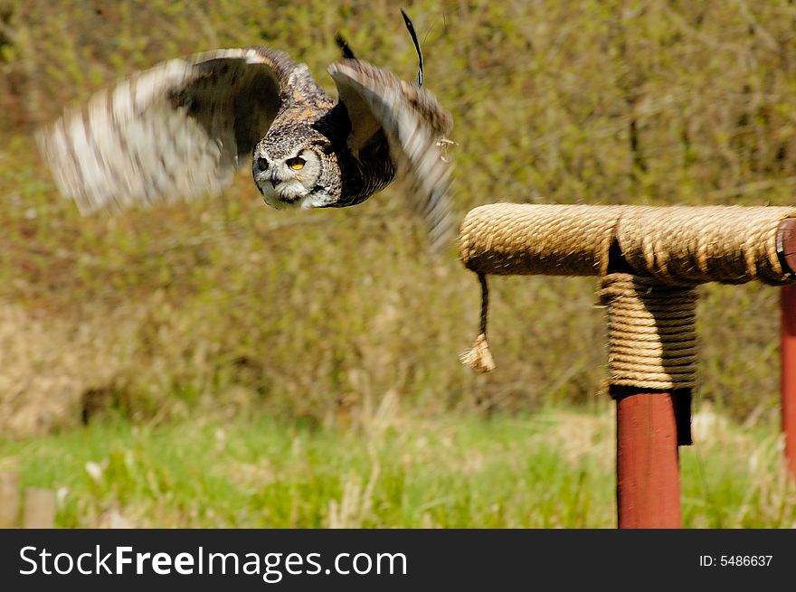 Portrait of Great Horhed Owl flying from the nest