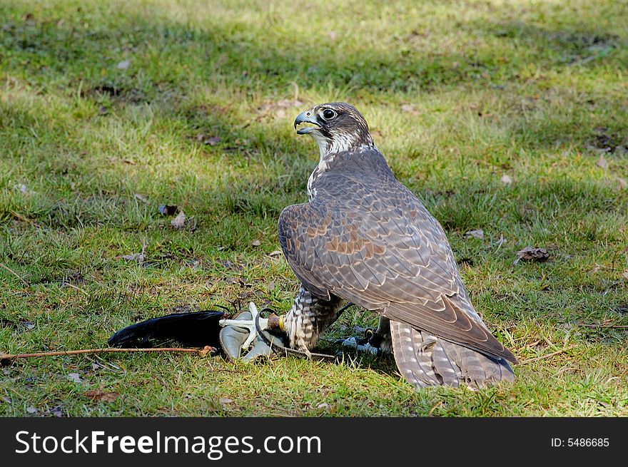 Portrait of Saker Falcon with her artificial prey