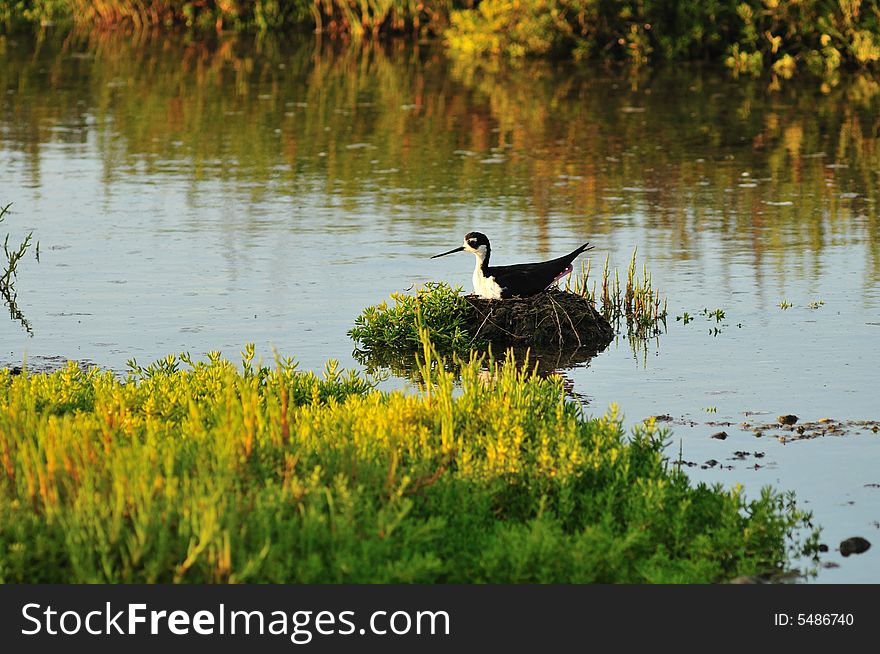 On her nest in the wetlands of Southern California. On her nest in the wetlands of Southern California