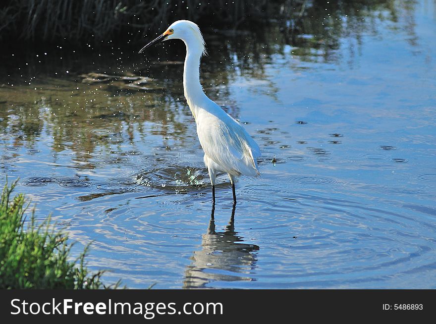 Egret in the wetlands of Southern California. Egret in the wetlands of Southern California