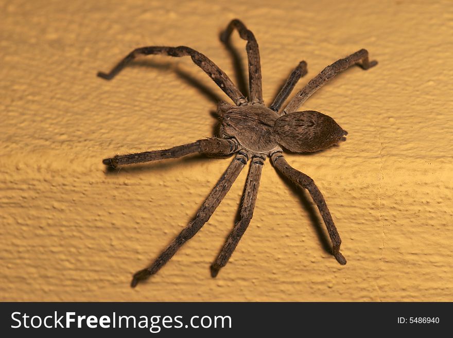 Rain Spider On A Wall