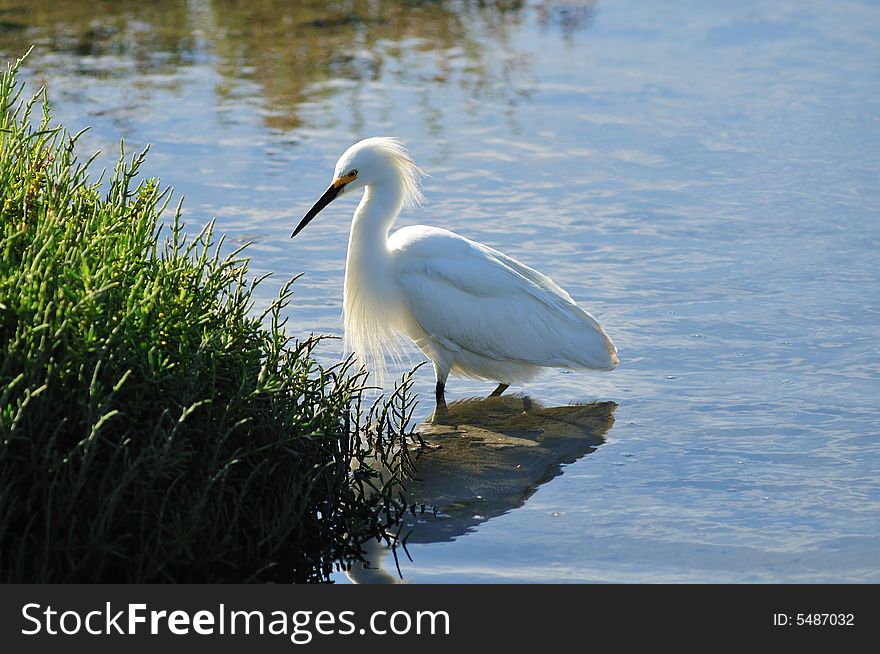 Egret On The Hunt