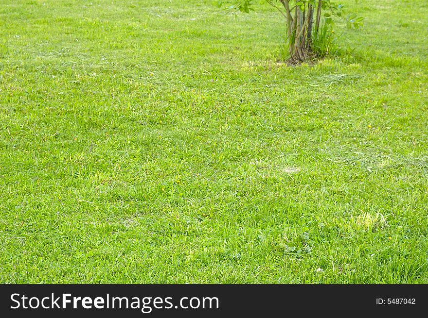 Background of spring lawn with lush green grass. Background of spring lawn with lush green grass