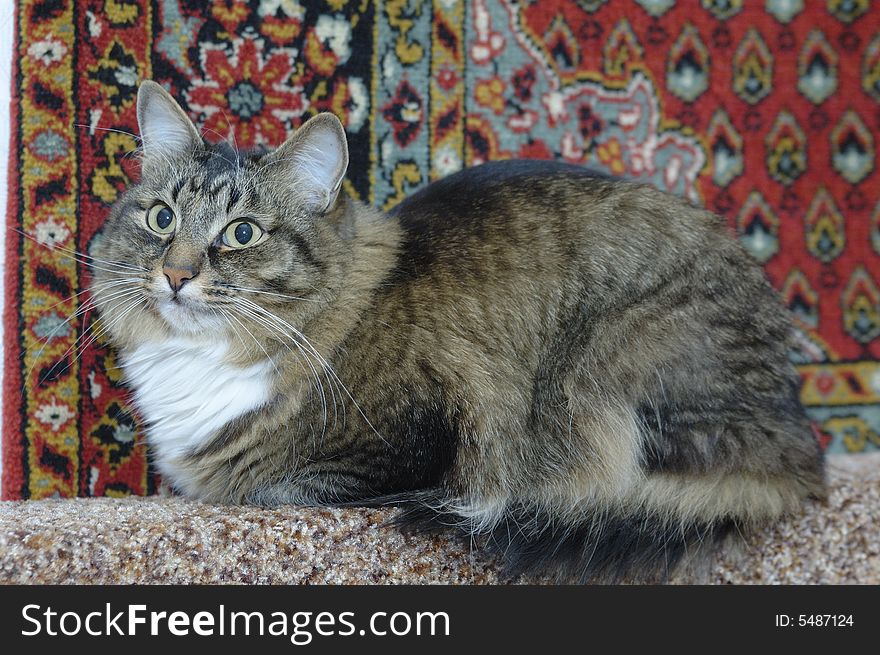 Photo of big striped cat sitting on bed back. Photo of big striped cat sitting on bed back