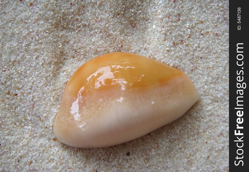 Sea shell on beach sand.