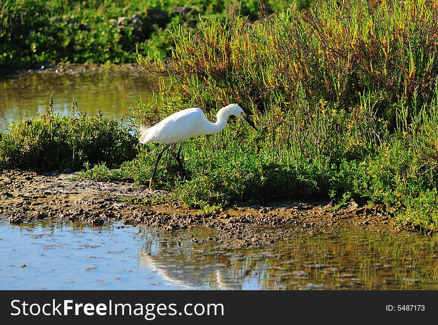 Egret Searching For Fish