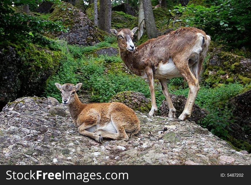 Mother and baby mouflons, Goldau, Switzerland