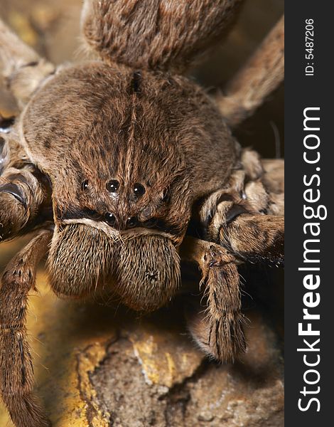 Rain Spider, Palaystes spp. In family Sparassidae, extreme close up view taken in Mpumalanga. Amongst the biggest non tarantula spiders in the world, with a leg span of up to 7 centimetres. Rain Spider, Palaystes spp. In family Sparassidae, extreme close up view taken in Mpumalanga. Amongst the biggest non tarantula spiders in the world, with a leg span of up to 7 centimetres