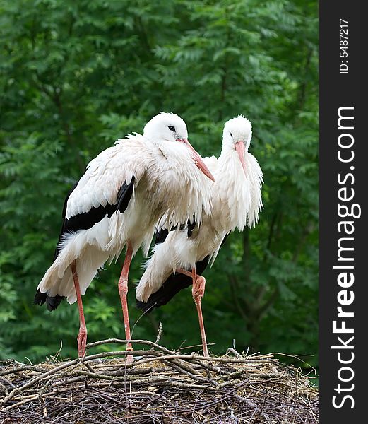 Couple Of Storks In The Nest