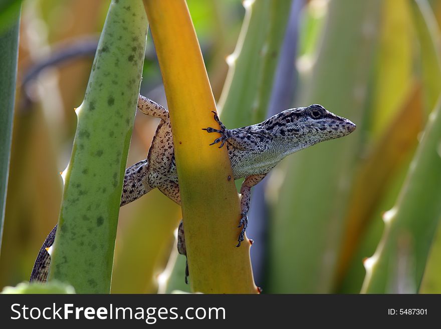 Anole, small tree lizard on cactus leaf