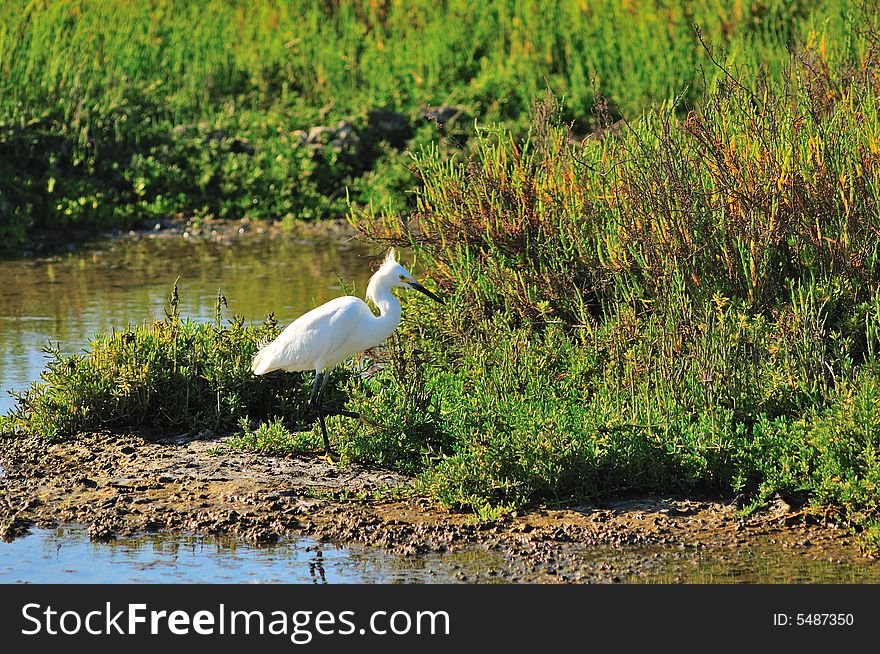 Egret Fishing In Wetland