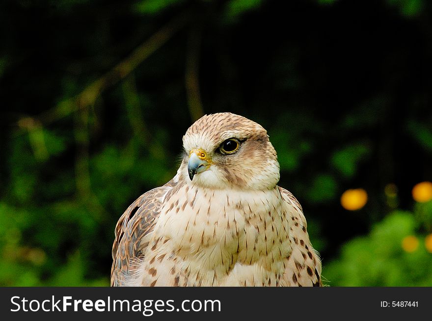 Portrait of female of Prairie Falcon with bushes as background