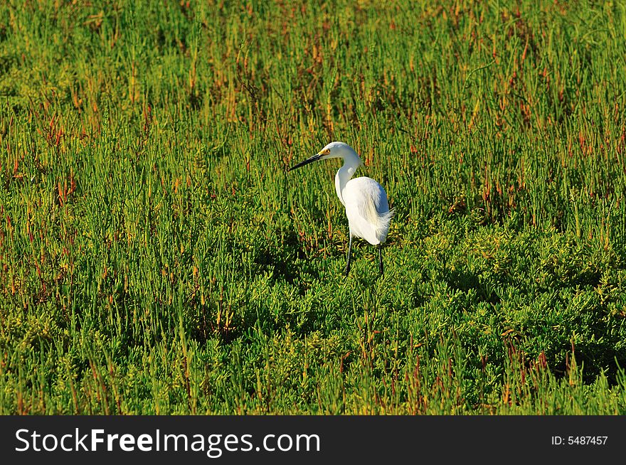 Egret in the wetlands of Southern California