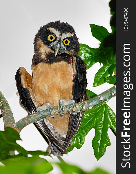Portrait of Spectacles Owl on the tree branch. Portrait of Spectacles Owl on the tree branch
