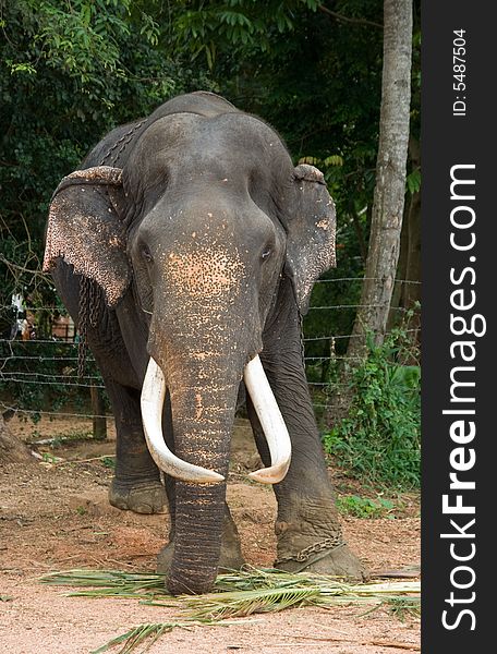 Sri lankan elephant with big tusks. Sri lankan elephant with big tusks