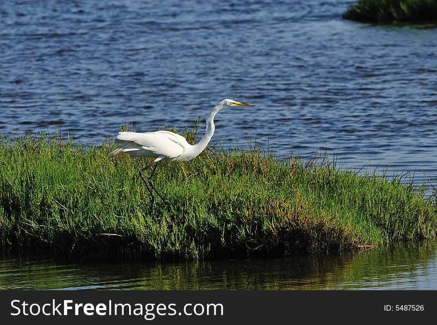 An Egret fishing in the wetlands of Southern California