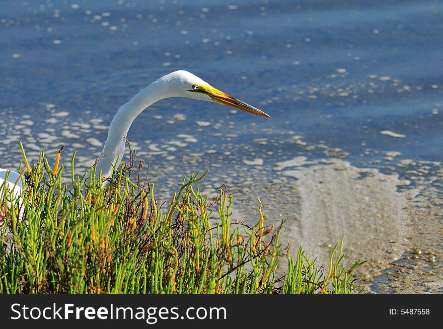 Close up of an Egret fishing in the wetlands of Southern California. Close up of an Egret fishing in the wetlands of Southern California