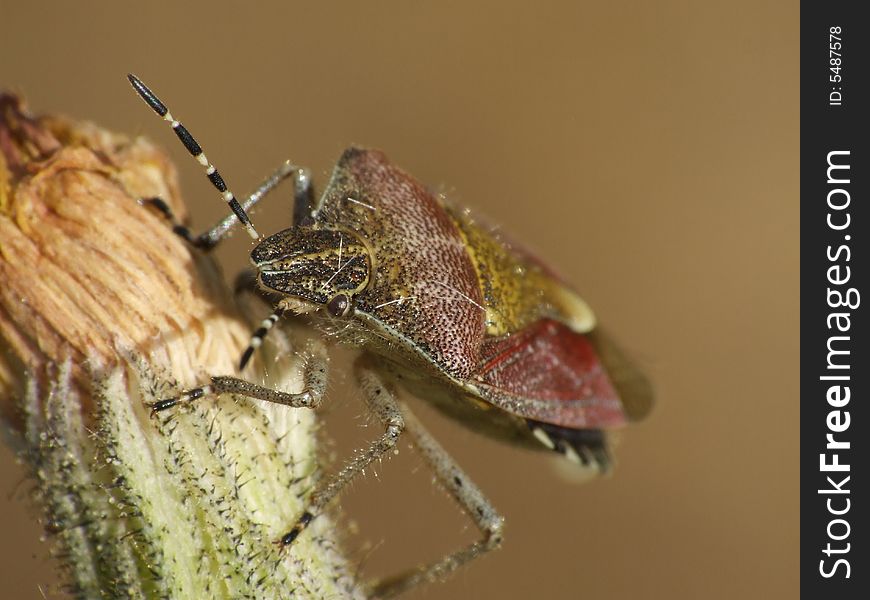 Insect Resting On Flower