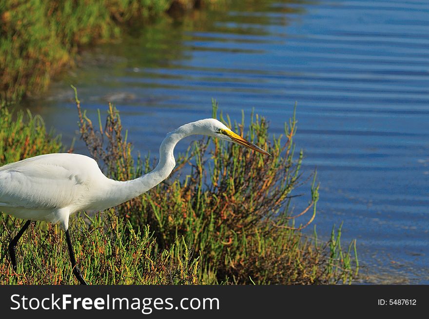 Egret fishing in the wetlands of Southern California. Egret fishing in the wetlands of Southern California
