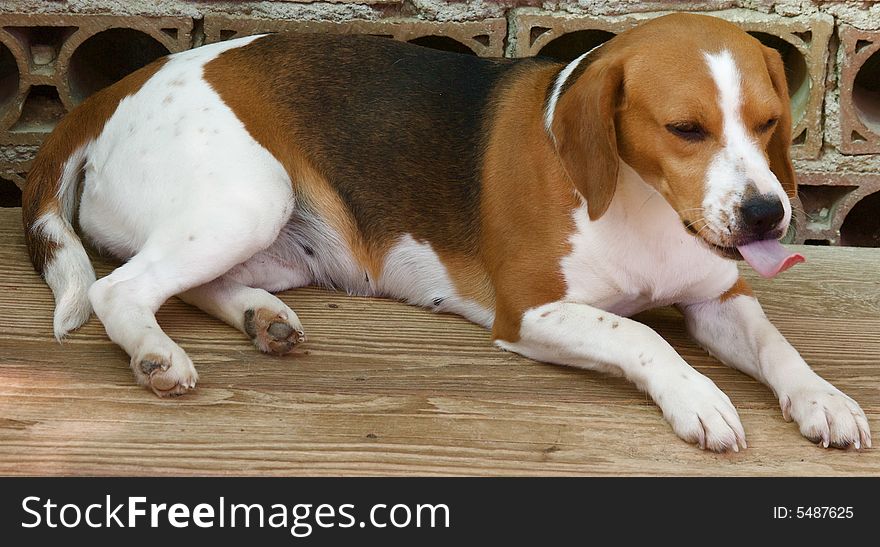 Funny Beagle, Dog