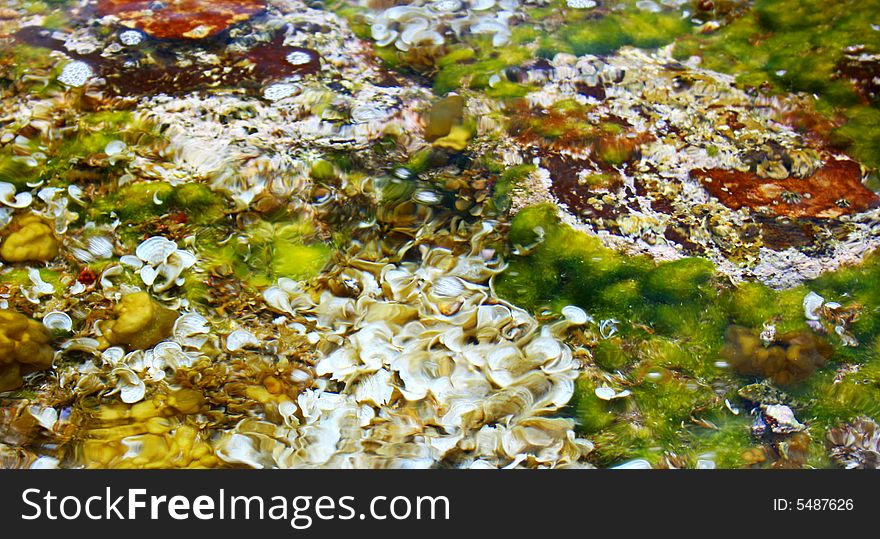 Sea vegetation in the shallow water. Sea vegetation in the shallow water