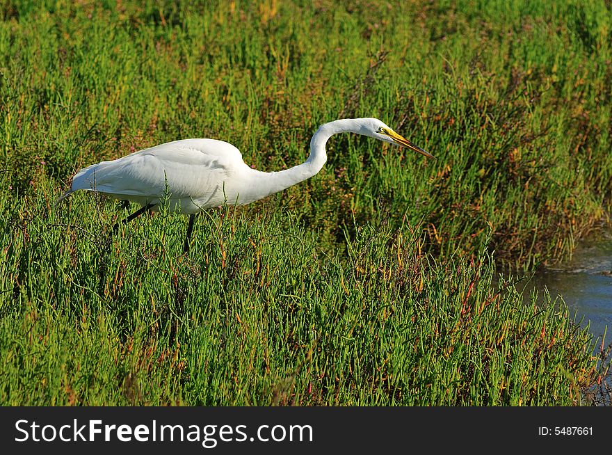Egret fishing in the wetlands of Southern California. Egret fishing in the wetlands of Southern California