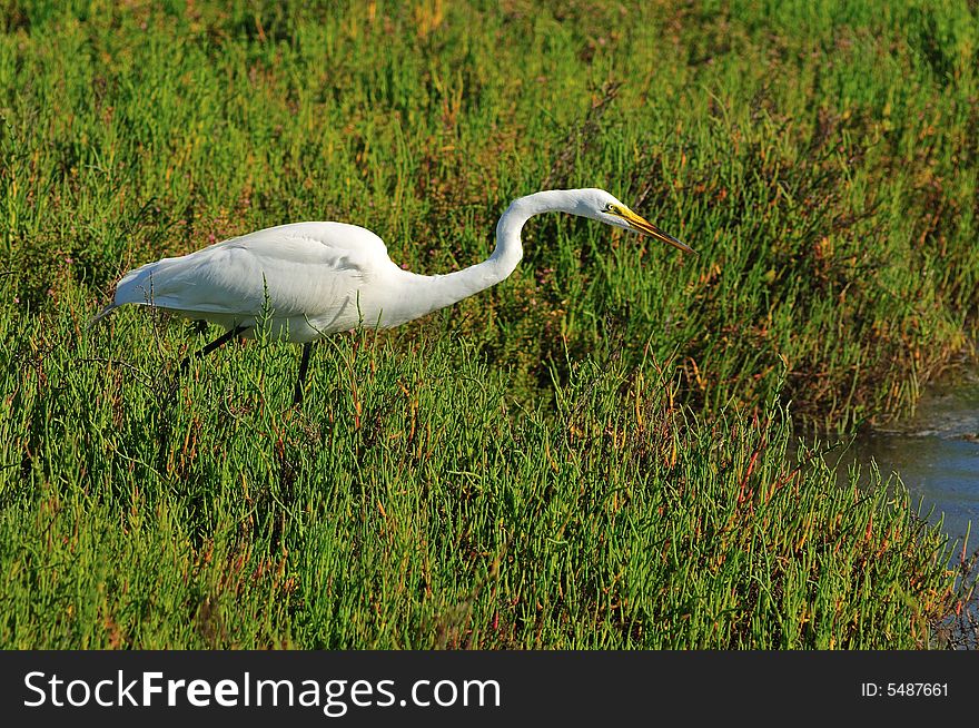 Fishing Egret